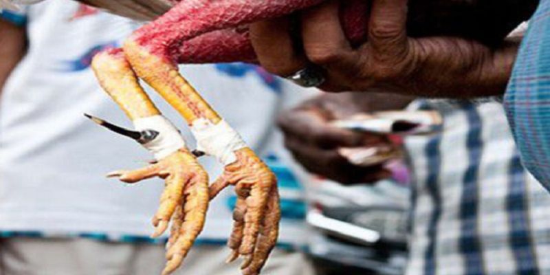 hướng dẫn băng cựa gà đá chuẩn mới nhất hiện nay